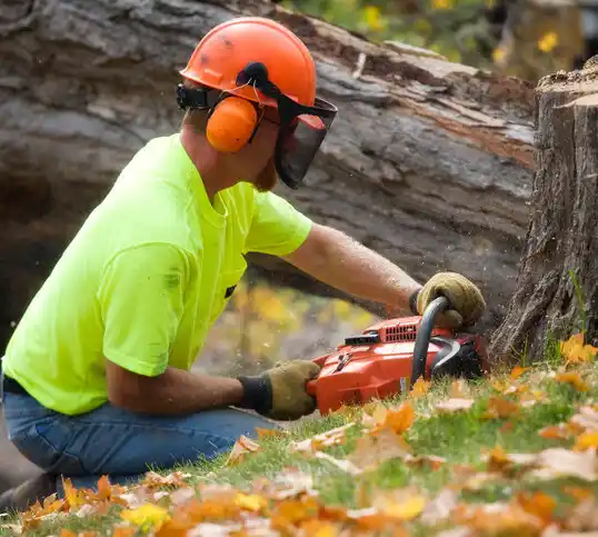 tree services Manhasset Hills